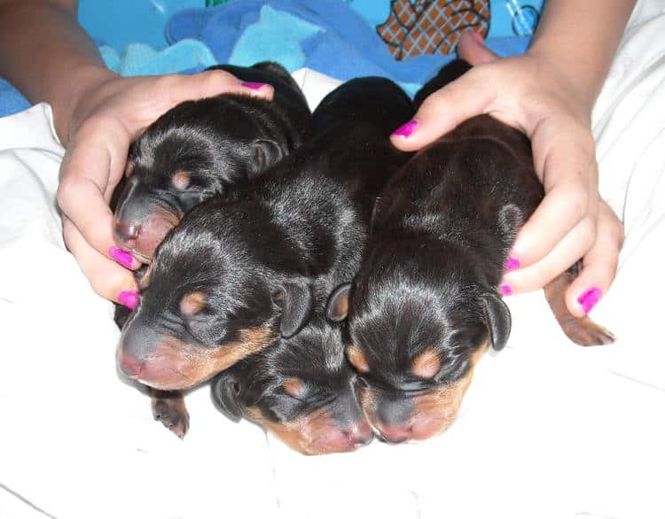 doberman puppies just day old