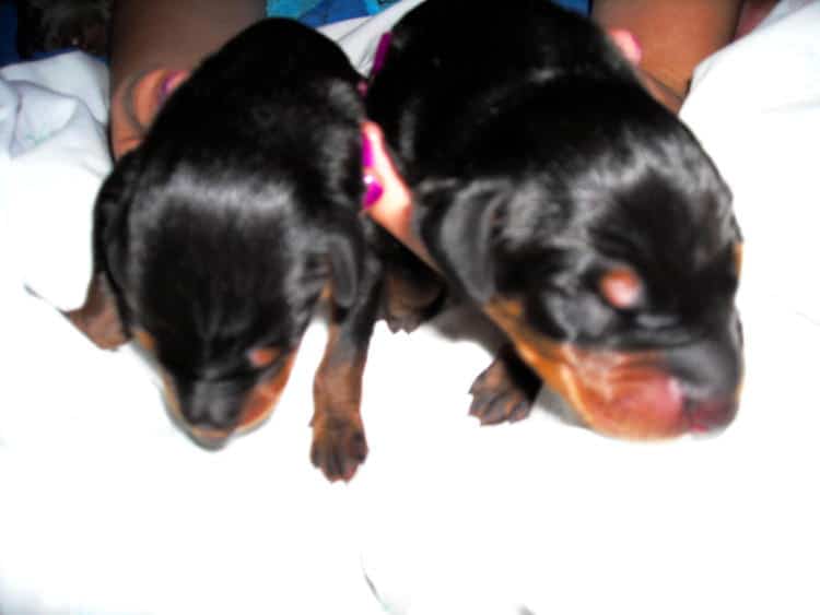 doberman puppies just day old