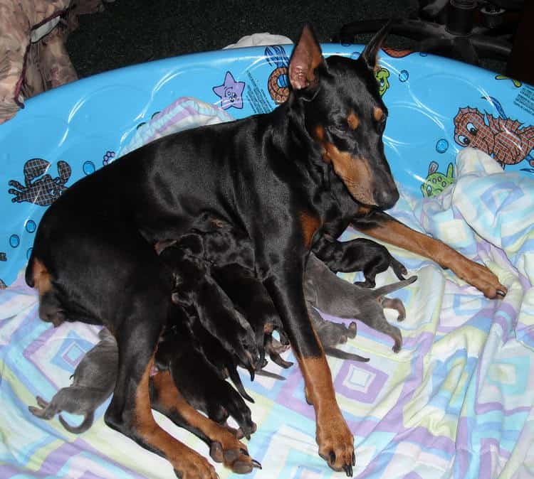 doberman puppies just day old