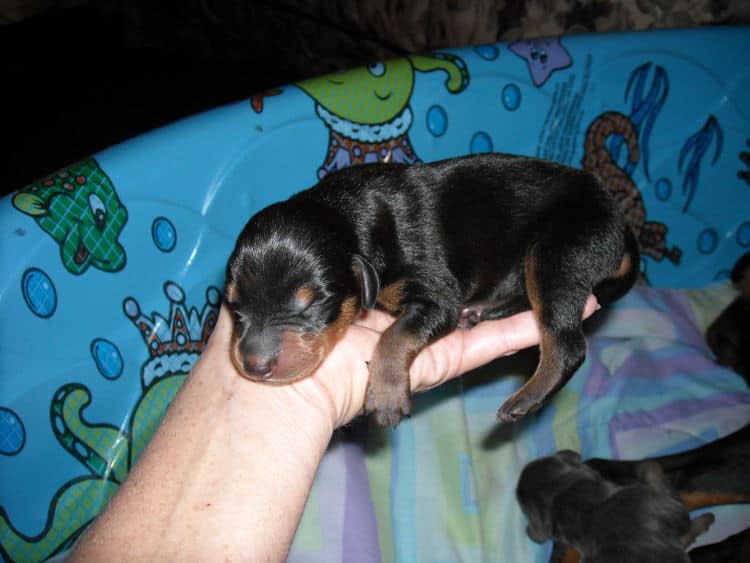 doberman puppies just day old