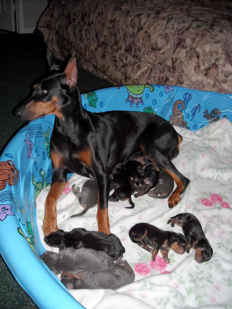 doberman puppies just day old