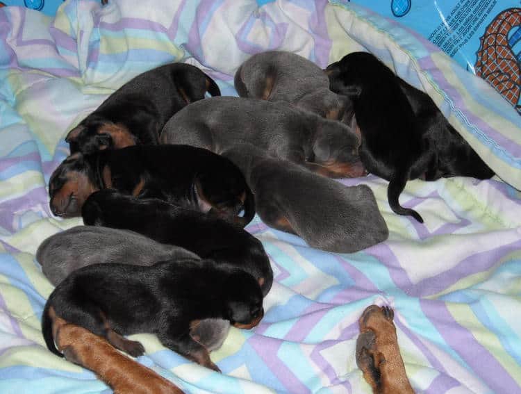 doberman puppies just day old