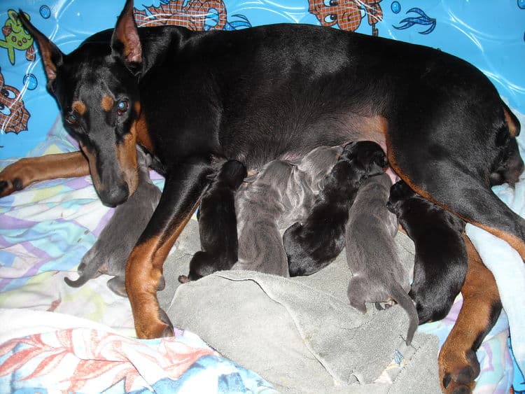 doberman puppies just day old