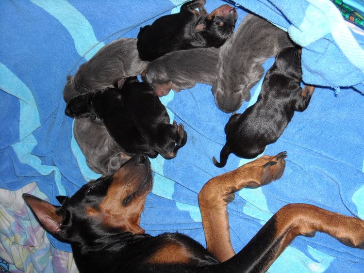 doberman puppies just day old