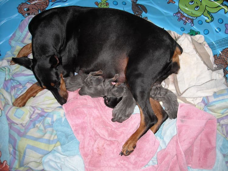 doberman puppies just day old