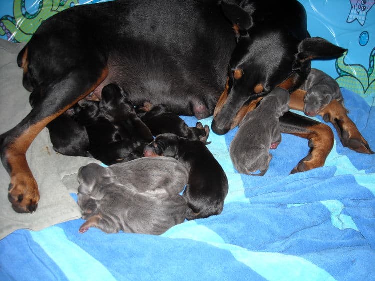 doberman puppies just day old