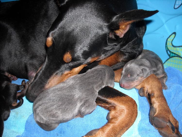 doberman puppies just day old