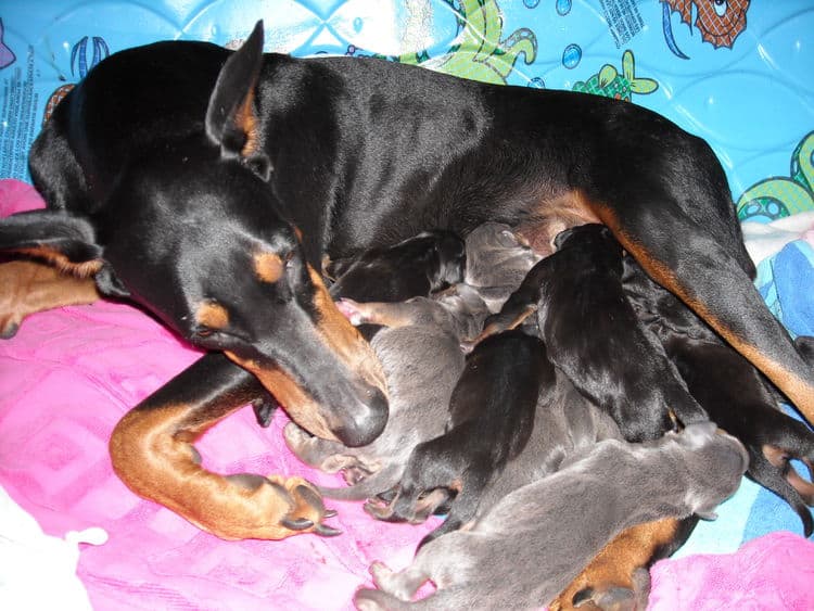 doberman puppies just day old