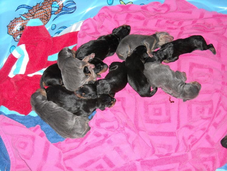 doberman puppies just day old