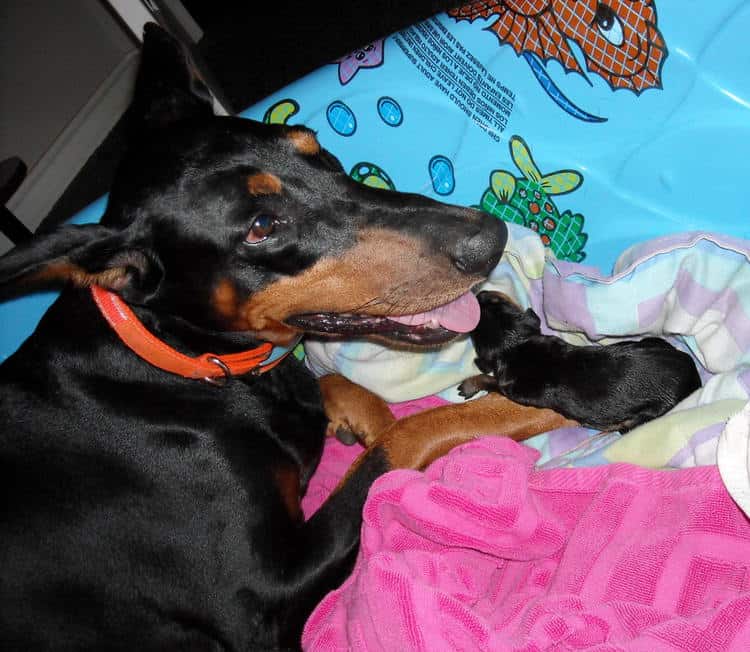 day old doberman puppies