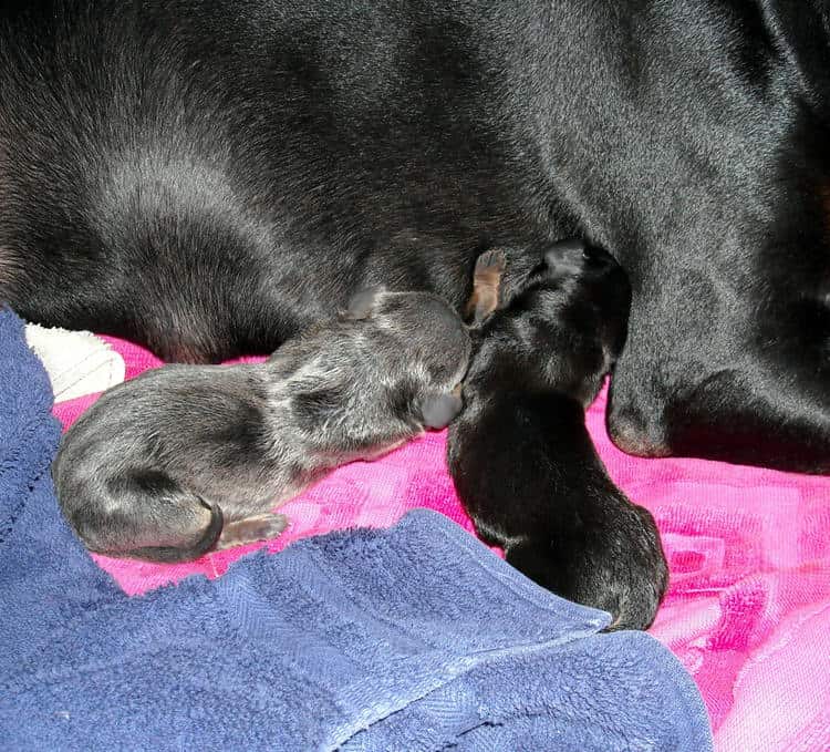 day old doberman puppies