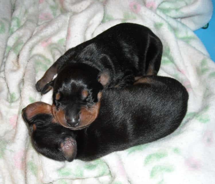 doberman pups 1st week