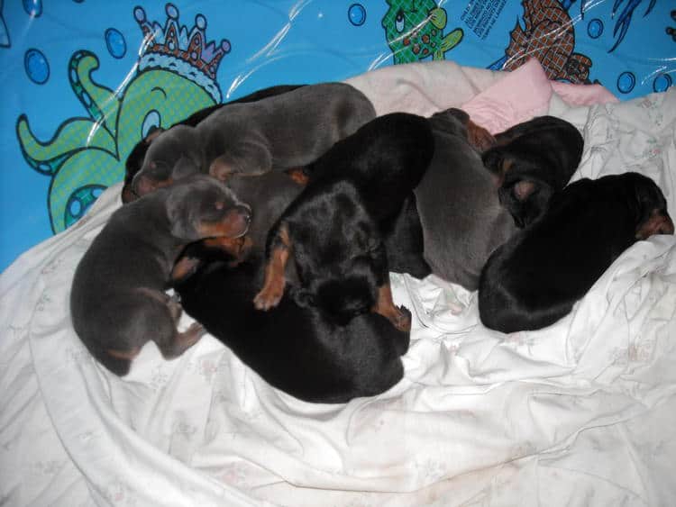 doberman pups 1st week