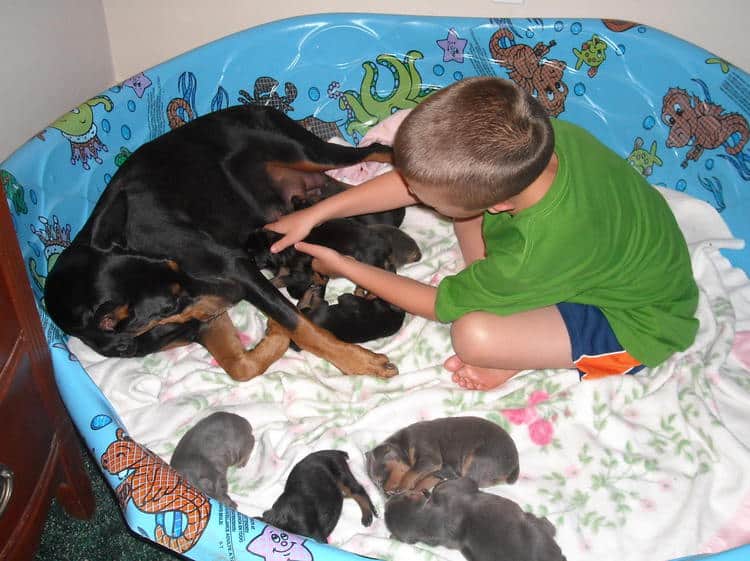 doberman pups 1st week