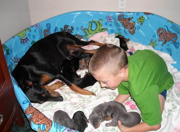 doberman pups 1st week