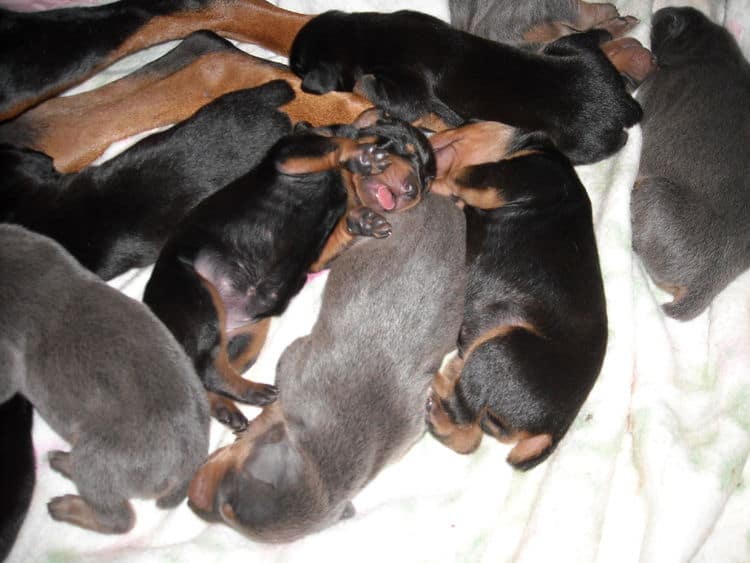 doberman pups 1st week