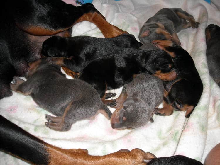 doberman pups 1st week