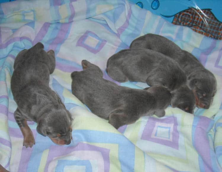 doberman pups 1st week