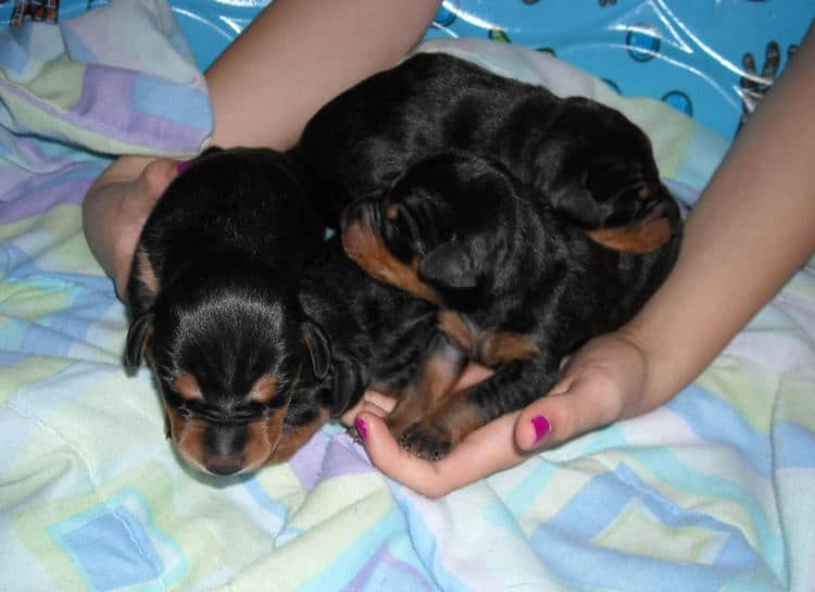 doberman pups 1st week