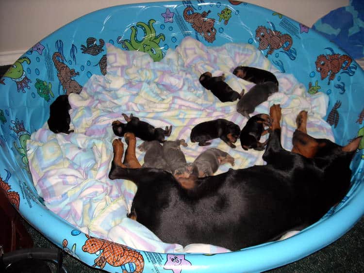 doberman pups 1st week