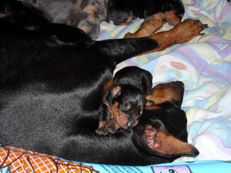 doberman pups 1st week