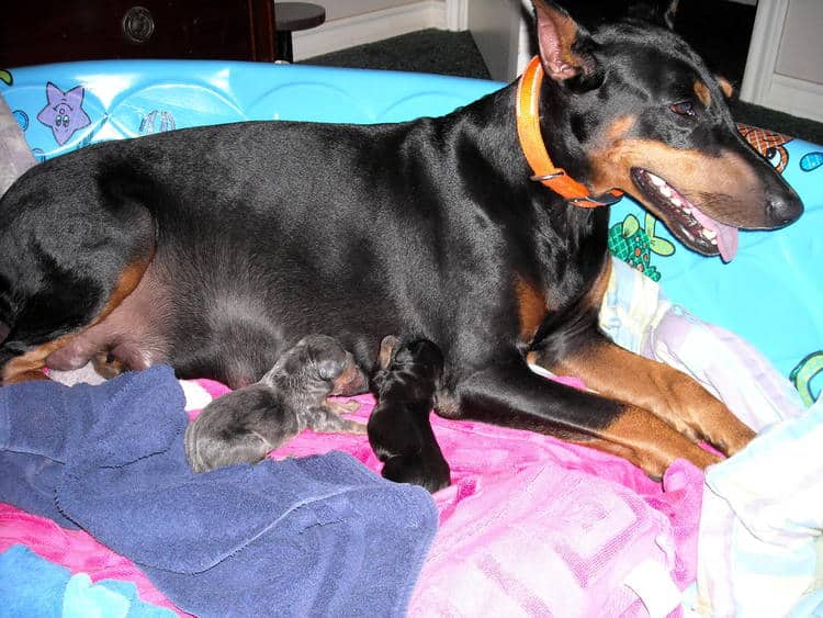 day old doberman puppies