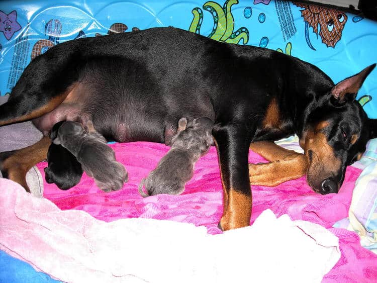 day old doberman puppies