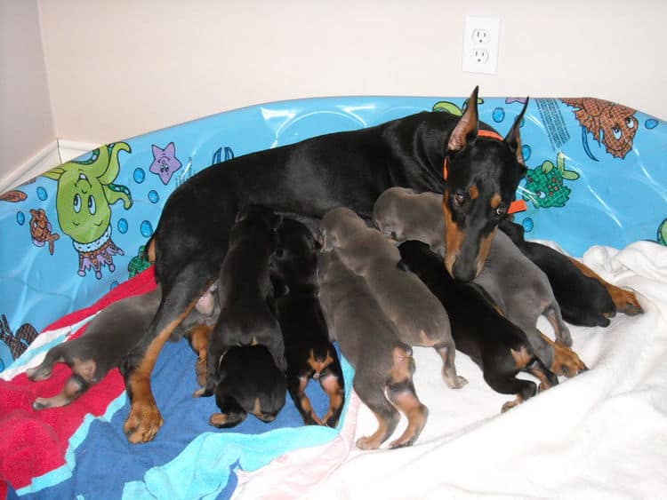 3rd week Doberman puppies