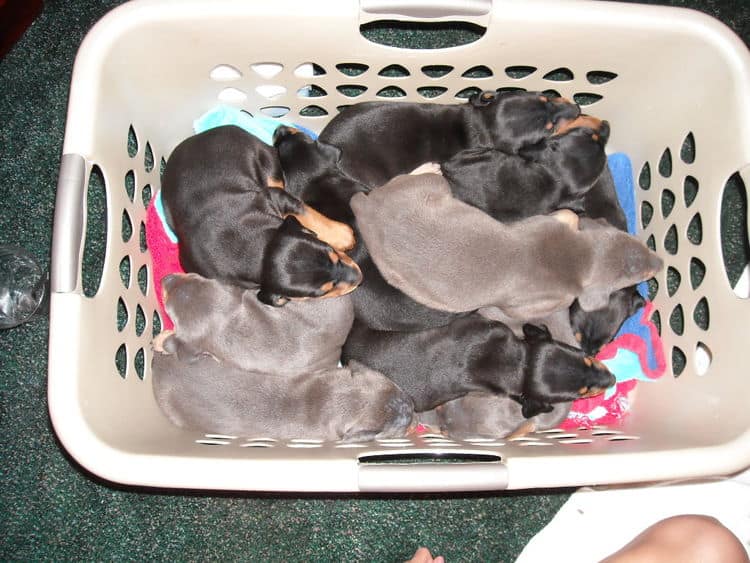 3rd week Doberman puppies