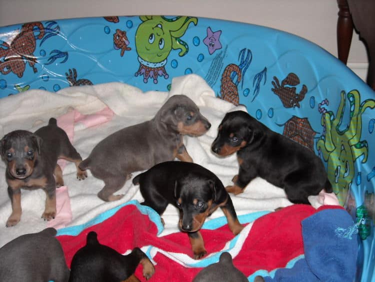 3rd week Doberman puppies