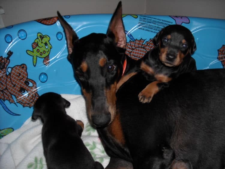 3rd week Doberman puppies