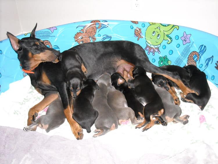 3rd week Doberman puppies