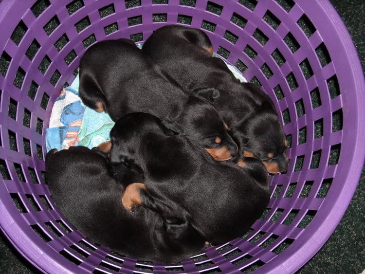 3rd week Doberman puppies