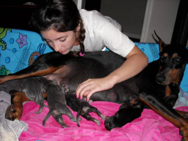 day old doberman puppies