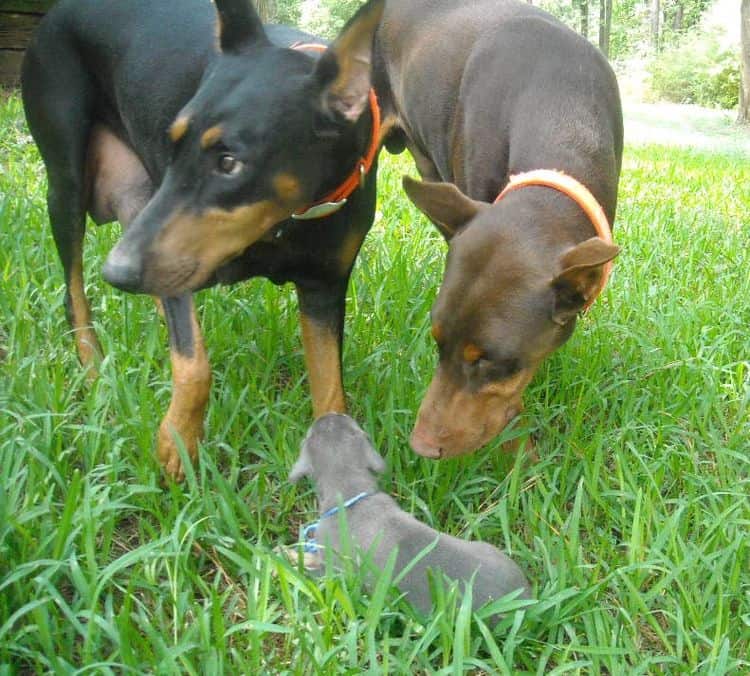 doberman pup with parents