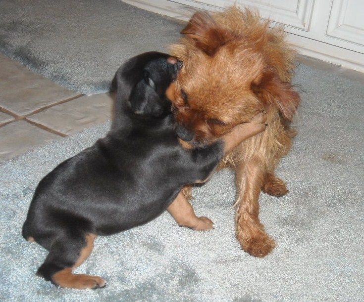 doberman pups