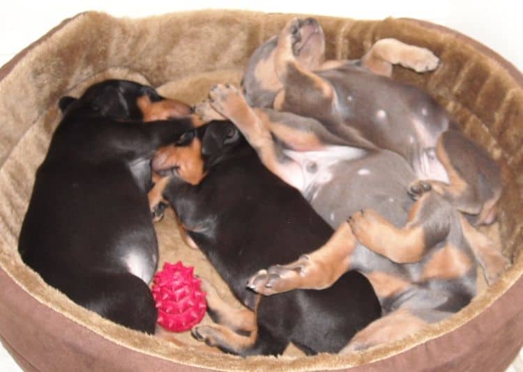 doberman pups