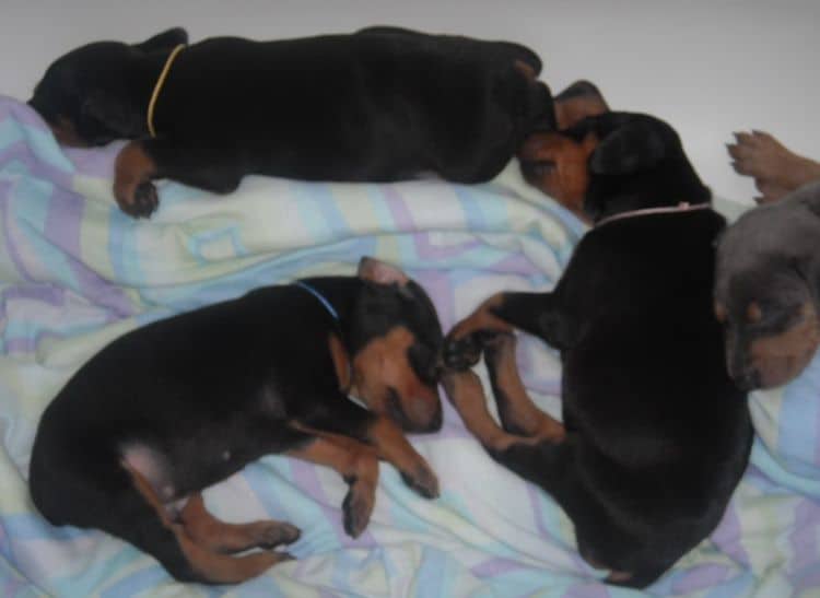 doberman pups