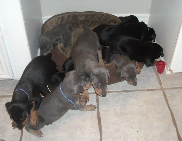 doberman pups