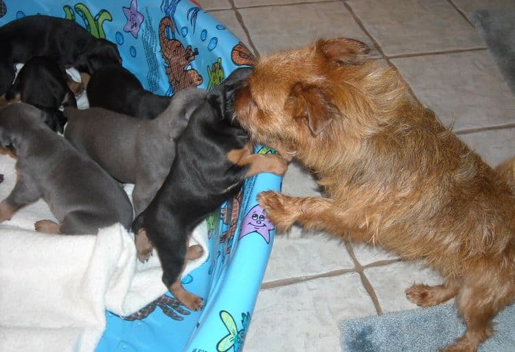 doberman pups