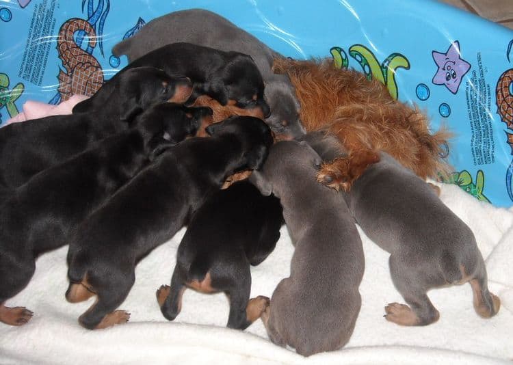 doberman pups