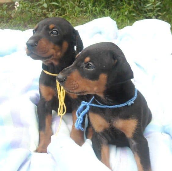 black and rust doberman pups