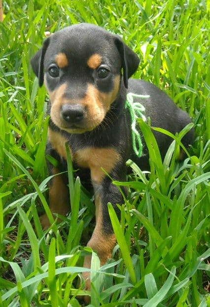 black female doberman puppy