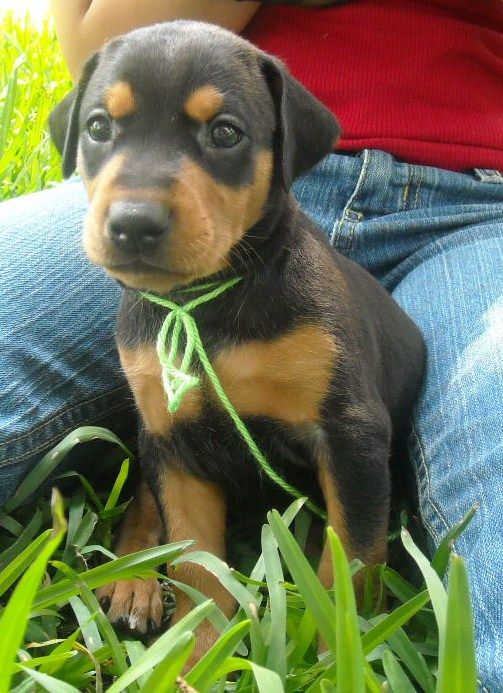 black female doberman puppy