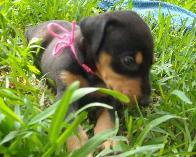 black female doberman puppy