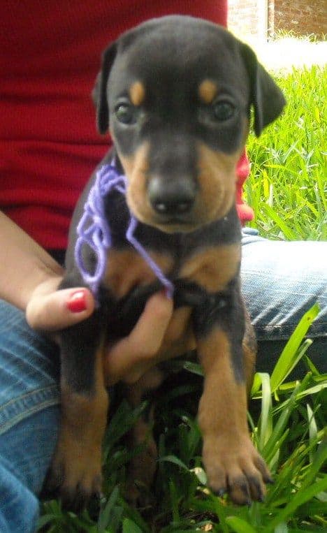 black female doberman puppy