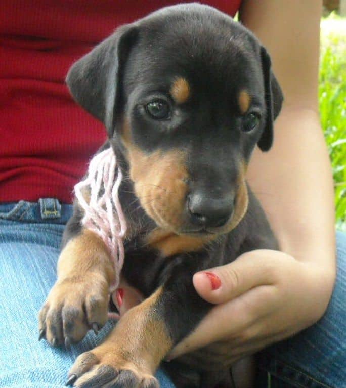 black female doberman puppy