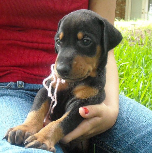 black female doberman puppy