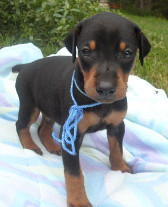 black male doberman puppy