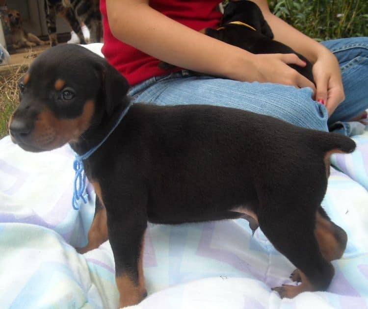 black male doberman puppy